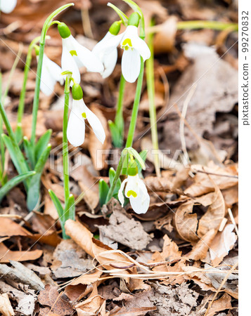 從落葉中萌芽的可愛巨型雪花蓮花 99270832