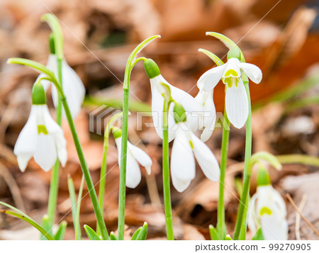 Cute giant snowdrop flowers sprouting from fallen leaves Cute giant snowdrop flowers sprouting from fallen leaves 99270905