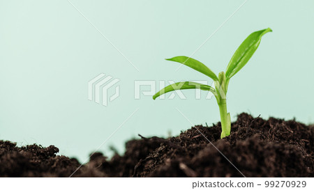 Young plant growing in a ground with sunlight. Environmental conservation and ecology concept. World Earth Day background. 99270929