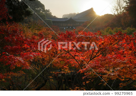 Honmachi, Higashiyama Ward, Kyoto City, Tofukuji, the head temple of the Tofukuji school of the Rinzai sect of Buddhism, backlit autumn leaves from Gaunkyo Bridge in the early morning to Tsutenkyo Bridge 99270965