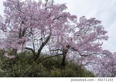 Shinshu Takato Castle Ruins Cherry Blossoms Shinshu Takato Castle Ruins Cherry Blossoms 99271183
