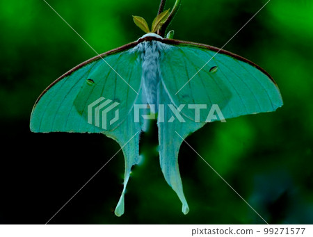 來自夏天的記憶。降落在花園裡的美麗飛蛾,Omizuao。 來自夏天的記憶。降落在花園裡的美麗飛蛾,Omizuao。 99271577