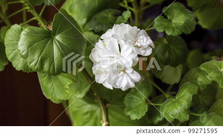 Geranium with white flowers, standing at home. Fragrant pelargonium. Geranium with white flowers, standing at home. Fragrant pelargonium. 99271595