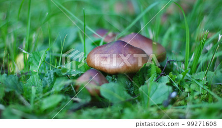 Mushrooms on the green grass in summer morning 99271608