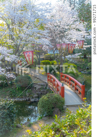 Utsubuki Park with cherry blossoms in full bloom (Kurayoshi City) 99271715