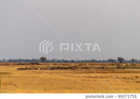 Zebra herd on the Okavango Delta Plains 99271758