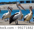 Pelicans resting together 99271882