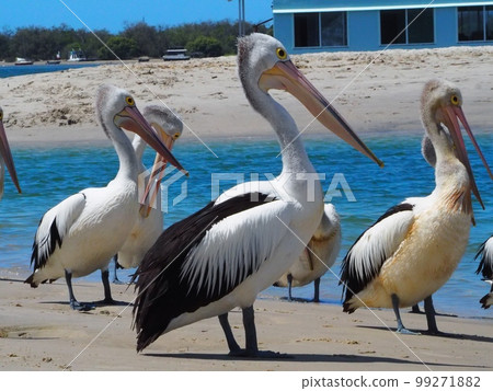 Pelicans resting together 99271882