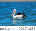 A pelican floating in the water 99271884