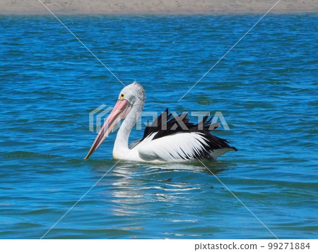 A pelican floating in the water 99271884