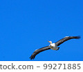 A pelican flapping its wings in the blue sky is impressive. 99271885
