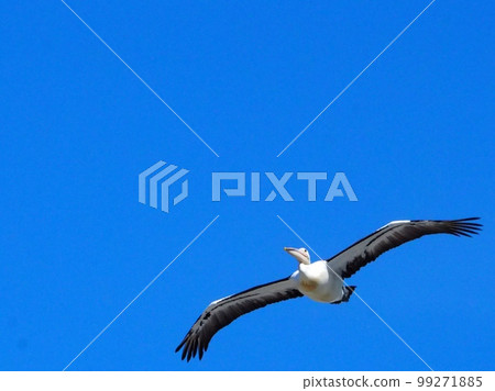 A pelican flapping its wings in the blue sky is impressive. 99271885
