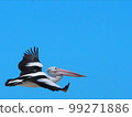 A pelican that can fly even with that size is amazing 99271886