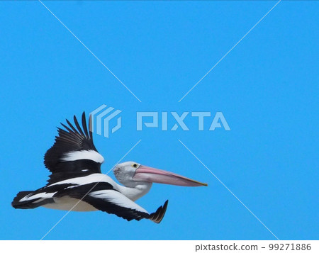 A pelican that can fly even with that size is amazing 99271886