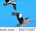 I like the combination of the blue sky and the pelican. 99271887