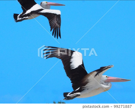 I like the combination of the blue sky and the pelican. 99271887