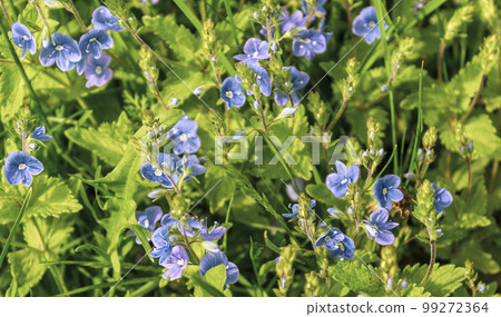 Flowers Veronica Dubravnaya, blue flowers in a field in spring 99272364
