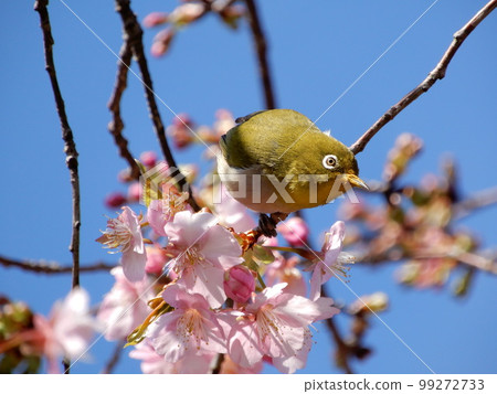 Meiro stopped in a cherry tree 99272733