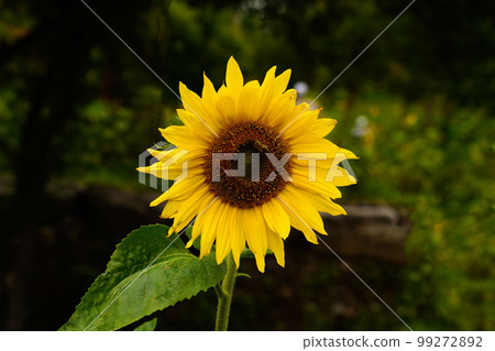 Windy Hill Changjuk-dong 太白市江原道 Windy Hill Changjuk-dong 太白市江原道 99272892