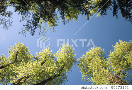 The tops of the trees in the summer park. Sunny day blue sky. The tops of the trees in the summer park. Sunny day blue sky. 99273191