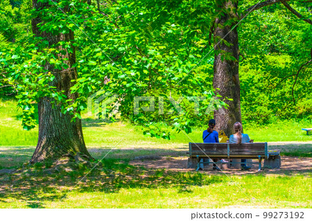 鬱金香樹和一對新綠 99273192