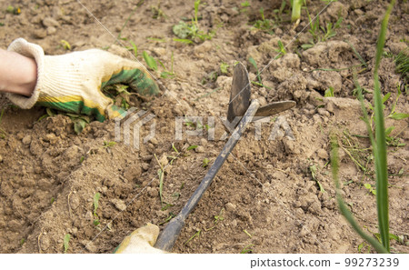 Hands in gloves plant seedlings and water the beds in the summer heat. Hands in gloves plant seedlings and water the beds in the summer heat. 99273239