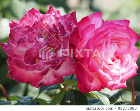 雨的玫瑰 99273860