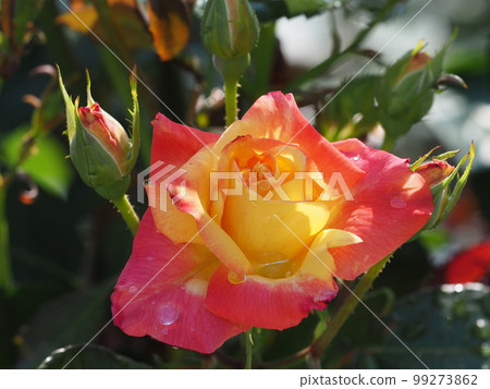 雨的玫瑰 99273862