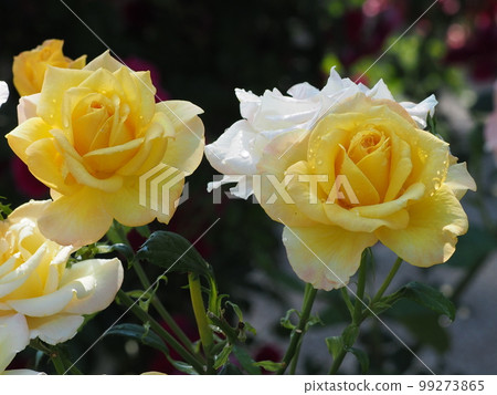 Rose of the rain 99273865