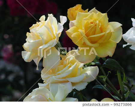 雨的玫瑰 99273866