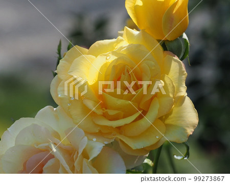 雨的玫瑰 99273867