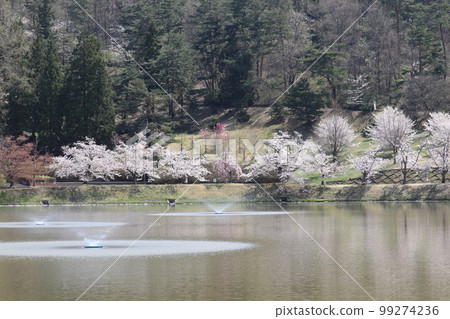 櫻花在帶噴泉的公園裡盛開 櫻花在帶噴泉的公園裡盛開 99274236