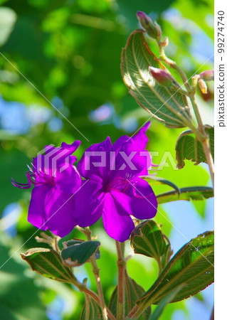 沒有按鈕 99274740