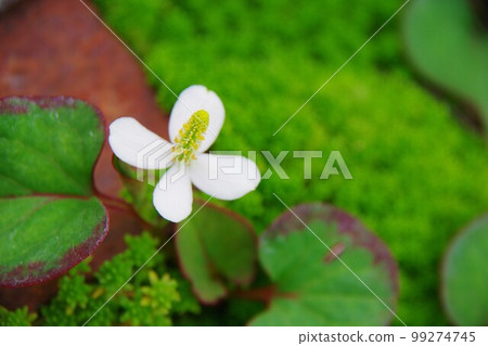 Houttuynia cordata flower Houttuynia cordata flower 99274745