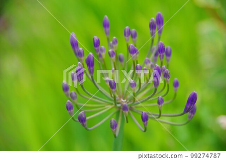 Agapanthus Agapanthus 99274787