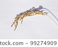 rice plant 99274909