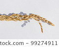 rice plant 99274911