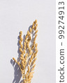 rice plant 99274913
