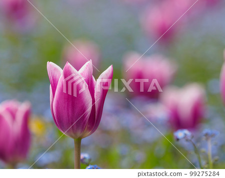紫色鬱金香花 紫色鬱金香花 99275284