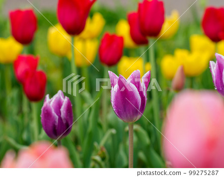 紫色鬱金香花 紫色鬱金香花 99275287