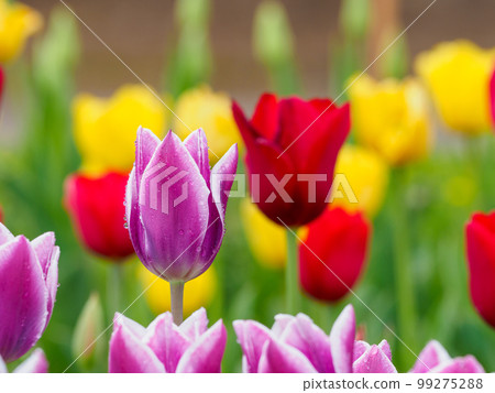 紫色鬱金香花 紫色鬱金香花 99275288