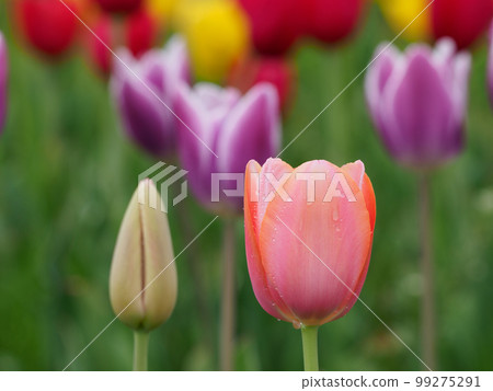 粉紅色的鬱金香花 粉紅色的鬱金香花 99275291