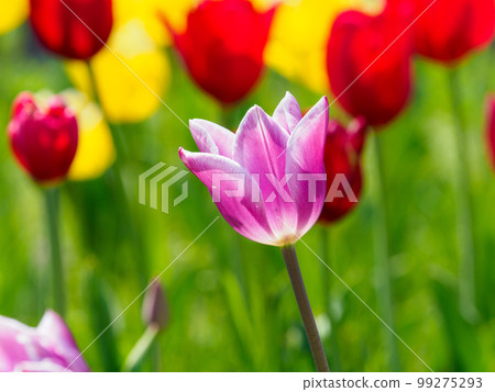 紫色鬱金香花 紫色鬱金香花 99275293