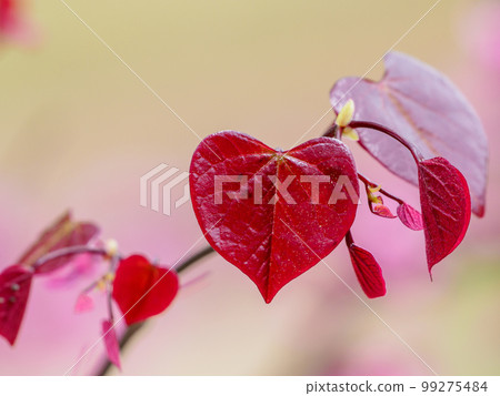 heart-shaped red leaves 99275484
