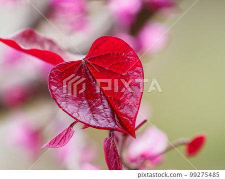 心形紅葉 99275485