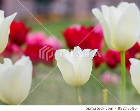 白色鬱金香花 99275580