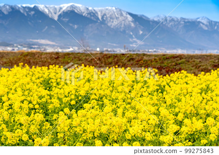 Field of rape blossoms and Mt. Hira with snow remaining in Nagisa Park in Moriyama City, Shiga Prefecture Field of rape blossoms and Mt. Hira with snow remaining in Nagisa Park in Moriyama City, Shiga Prefecture 99275843