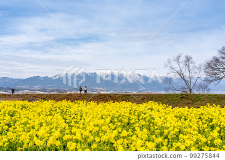 Field of rape blossoms and Mt. Hira with snow remaining in Nagisa Park in Moriyama City, Shiga Prefecture Field of rape blossoms and Mt. Hira with snow remaining in Nagisa Park in Moriyama City, Shiga Prefecture 99275844