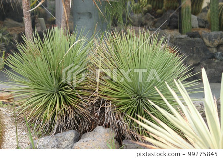 Cactus Cactus 99275845