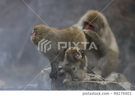 A monkey A monkey 99276801